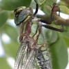 J18_0224 Brachytron pratense thorax